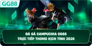 ĐÁ GÀ CAMPUCHIA – SẢNH CƯỢC TRỰC TIẾP THOMO ĐẲNG CẤP TẠI GG88