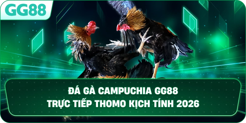 ĐÁ GÀ CAMPUCHIA – SẢNH CƯỢC TRỰC TIẾP THOMO ĐẲNG CẤP TẠI GG88