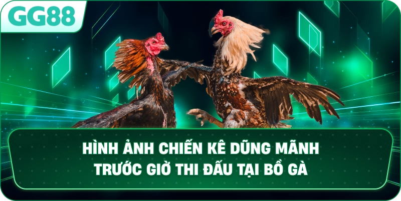 Chiến kê dũng mãnh chuẩn bị trước giờ thi đấu tại bồ gà kê trường quốc tế