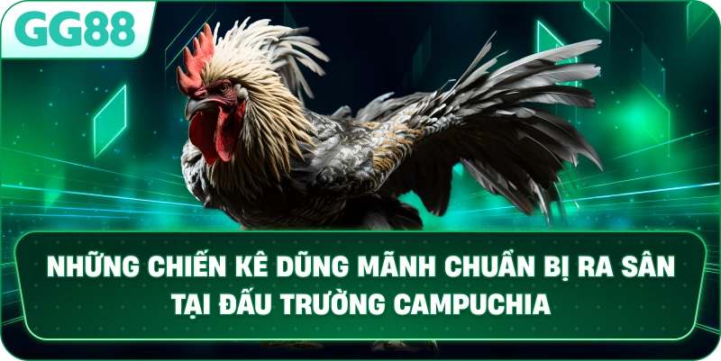 Những chiến kê dũng mãnh chuẩn bị ra sân tại đấu trường Campuchia.